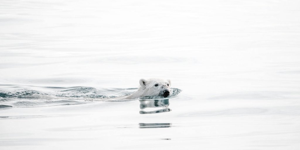 Oso polar salvaje nadando en el Ártico
