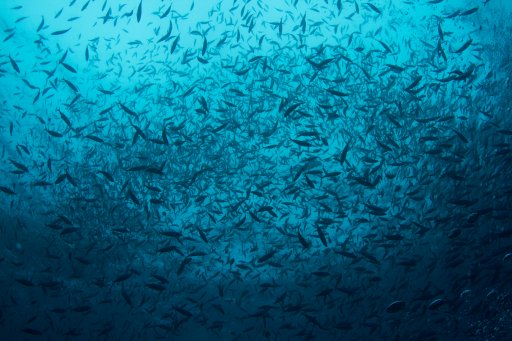 ¿Quieres proteger los océanos? No te quedes atascado bajo el agua