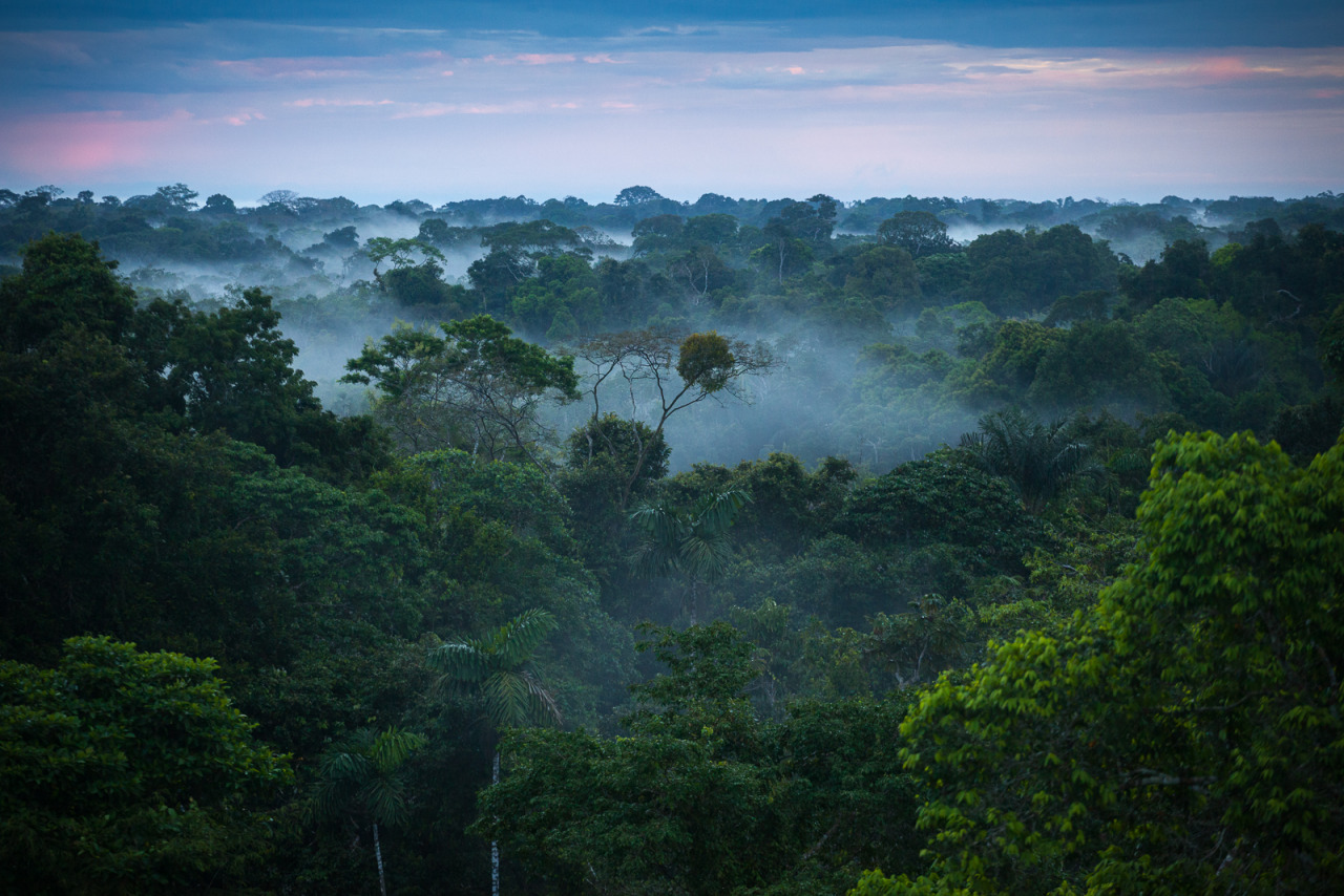 Forêt amazonienne brésilienne