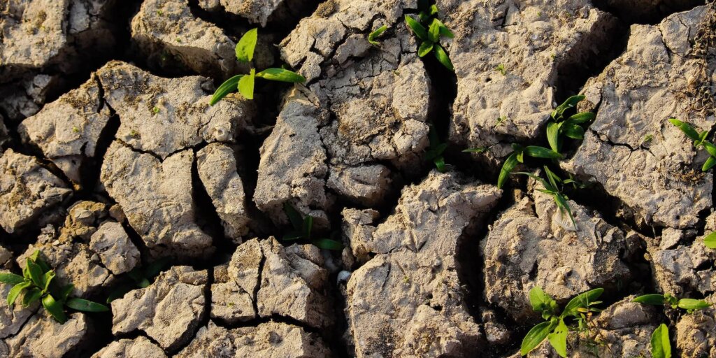 Dry soil with small plants