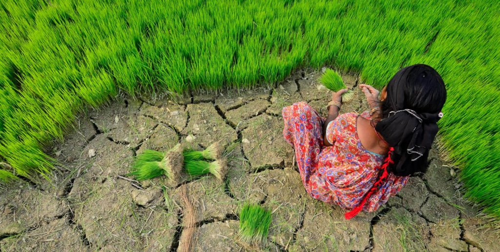 Nepal rice