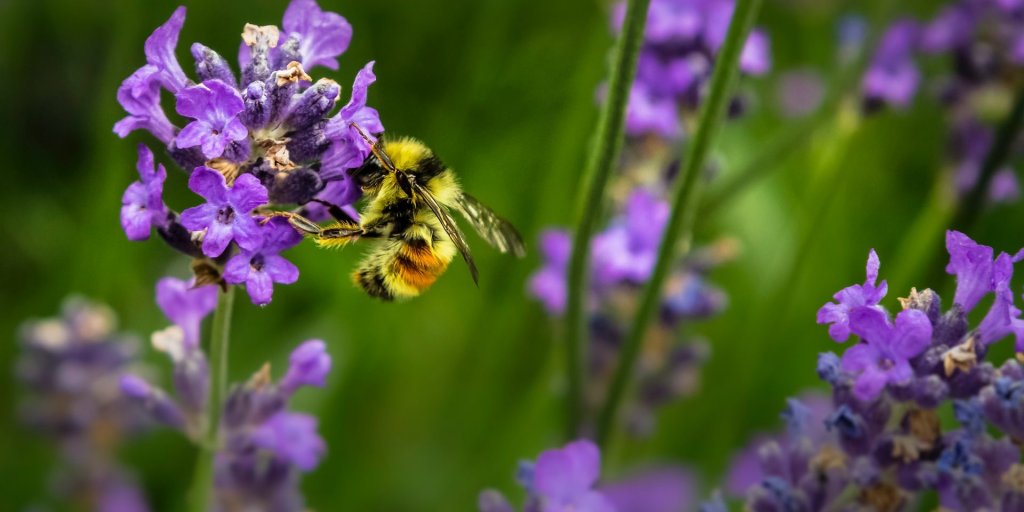 Albină pe lavandă