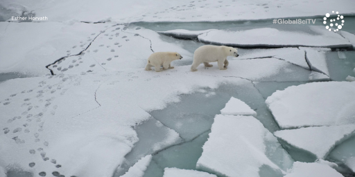 Global Science TV: Арктический лед продолжает сокращаться. Вот что это значит для всех нас