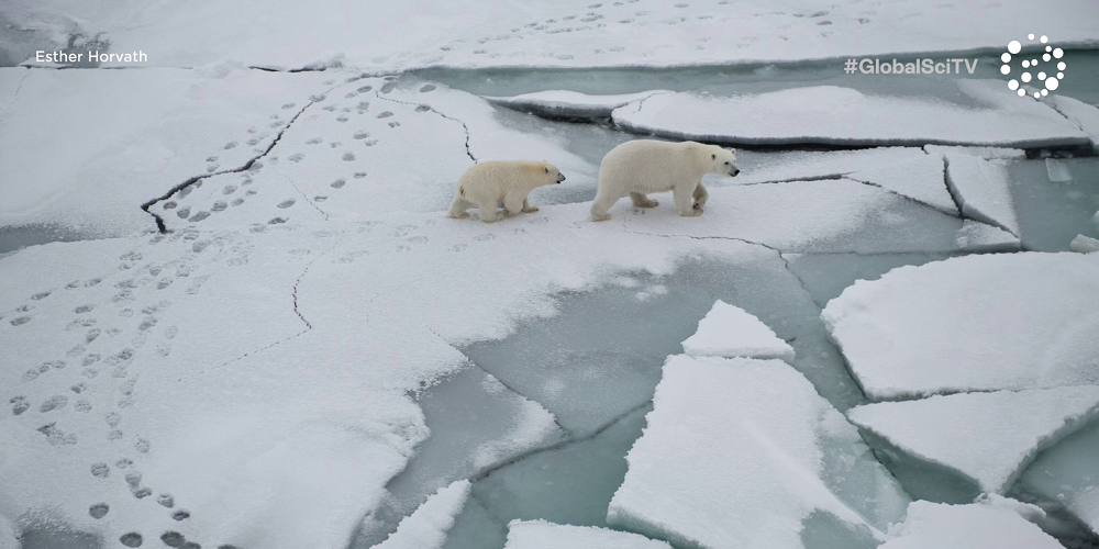 Globaalne teadustelevisioon: Arktika jää kahaneb. Siin on, mida see meie kõigi jaoks tähendab