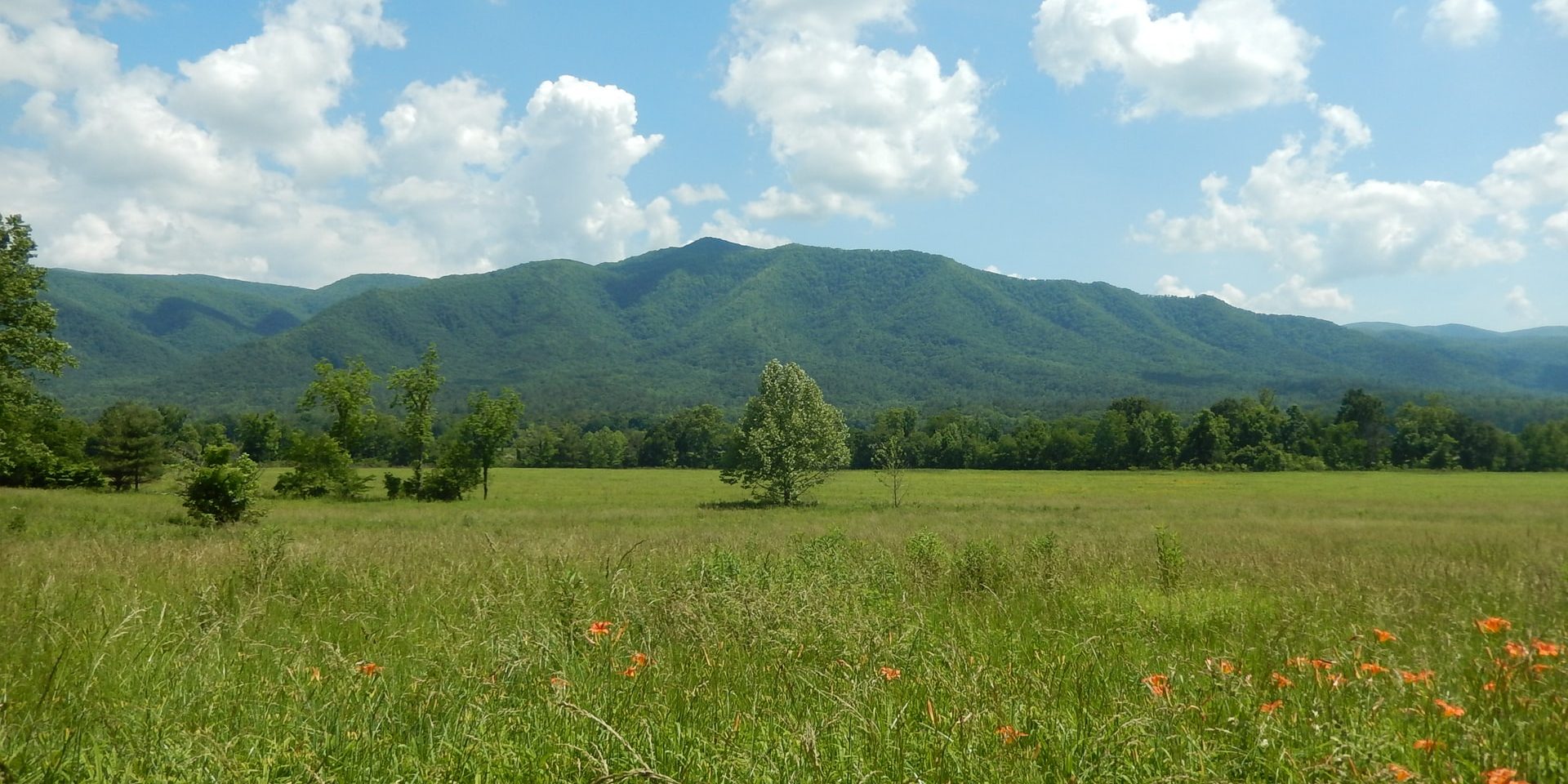 Great Smoky Mountains National Park, United States field with orange lilies at the foot of the mountains in Cades Cove