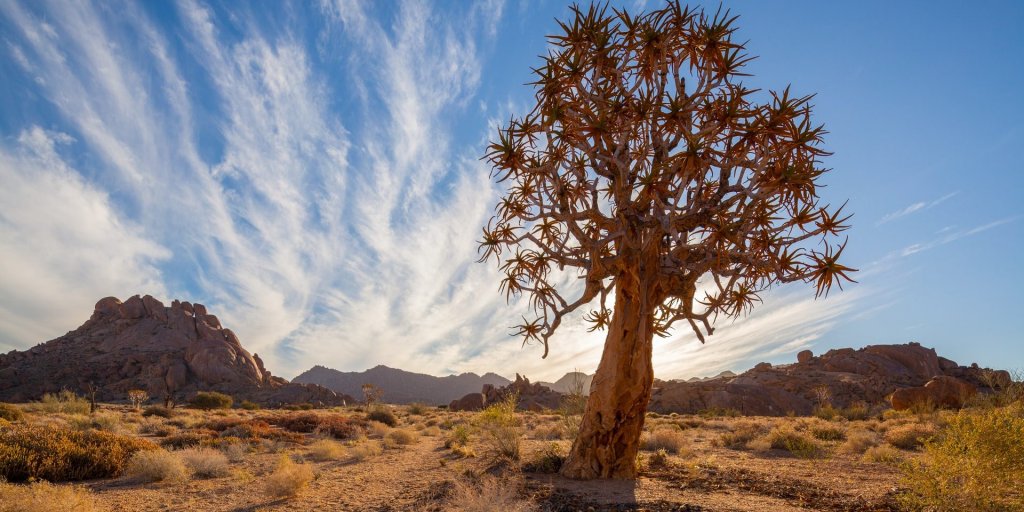 Richtersveld National Park, South Africa, Quiver tree and low hills in the semi desert of the Richtersveld National Park in South-Africa