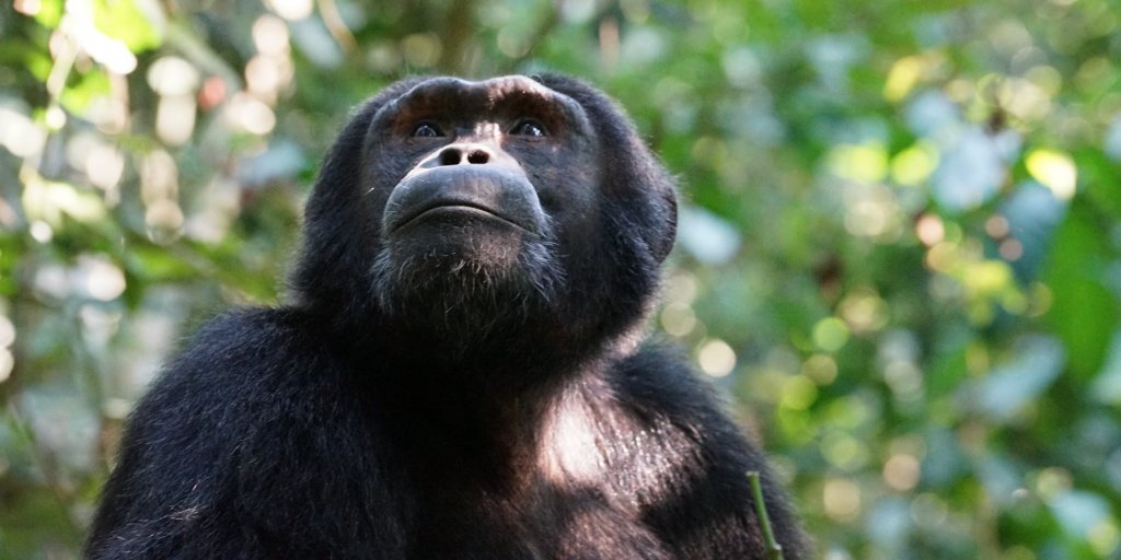 Chimpanzee in Uganda