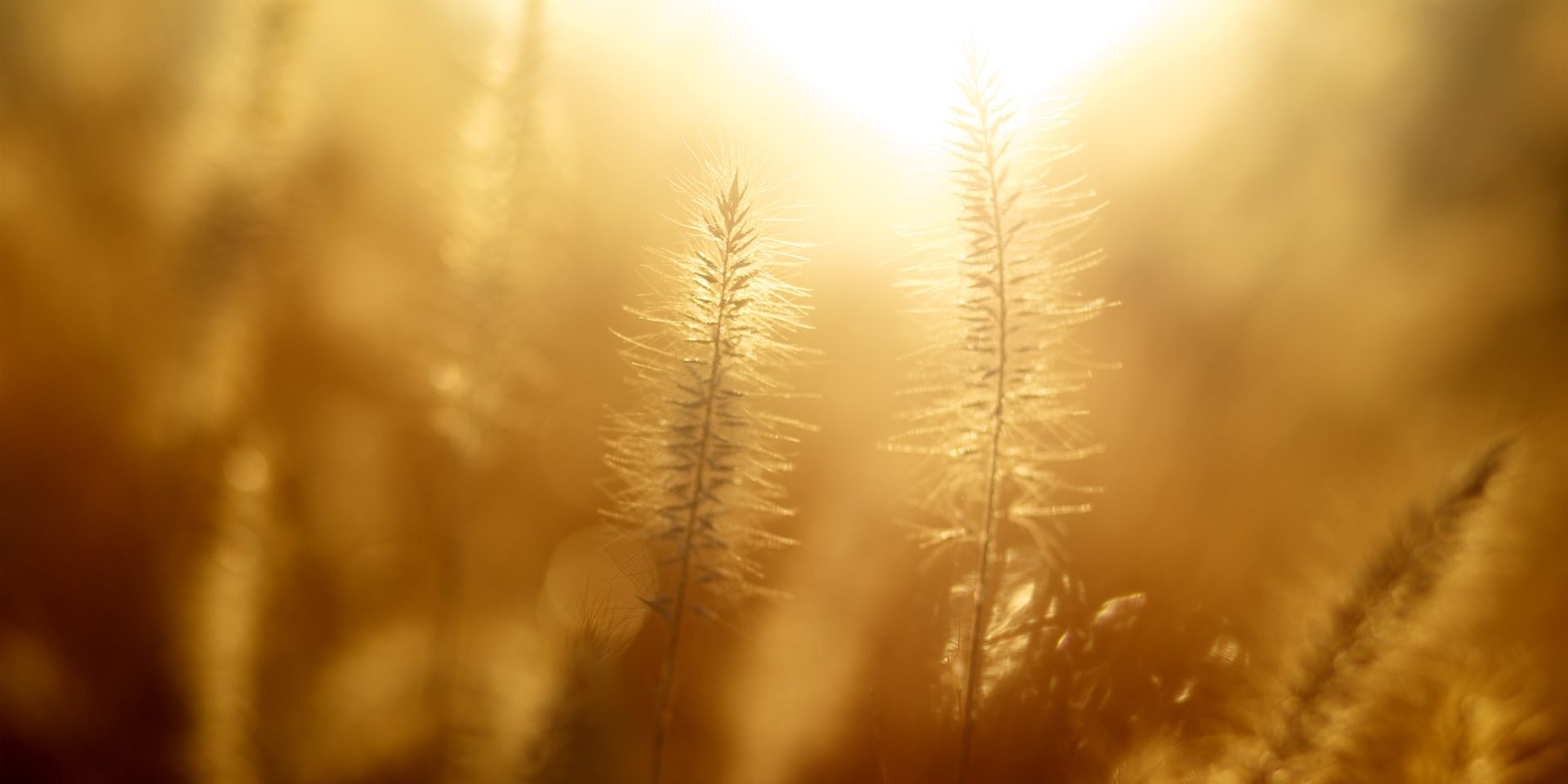 Grasses in sunlight