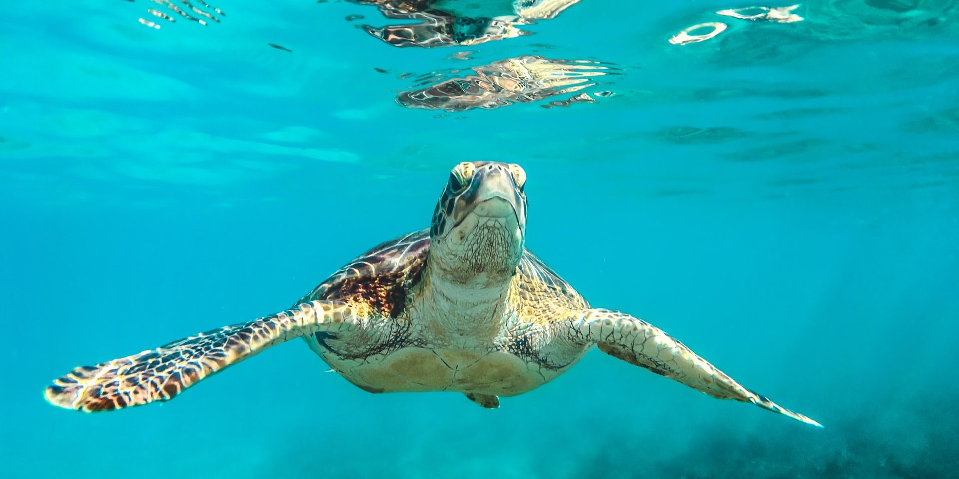 Turtle in the waters of Barbados