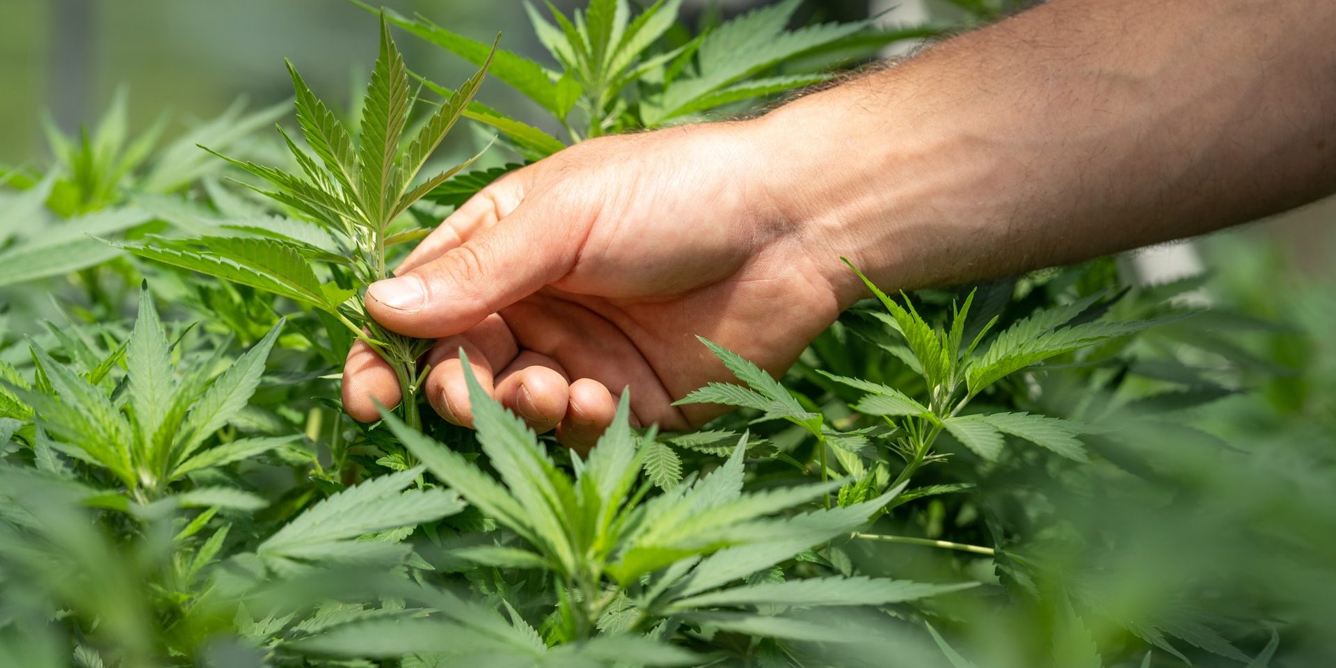 Person touching a cannabis plant