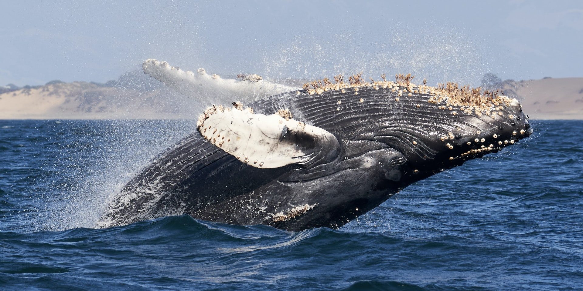 A Humpback whale breaches, swimming up towards the surface until it continues into the air. Barnacles dangle from their anchor points on the whale's chin. September 28, 2020, Monterey Bay.