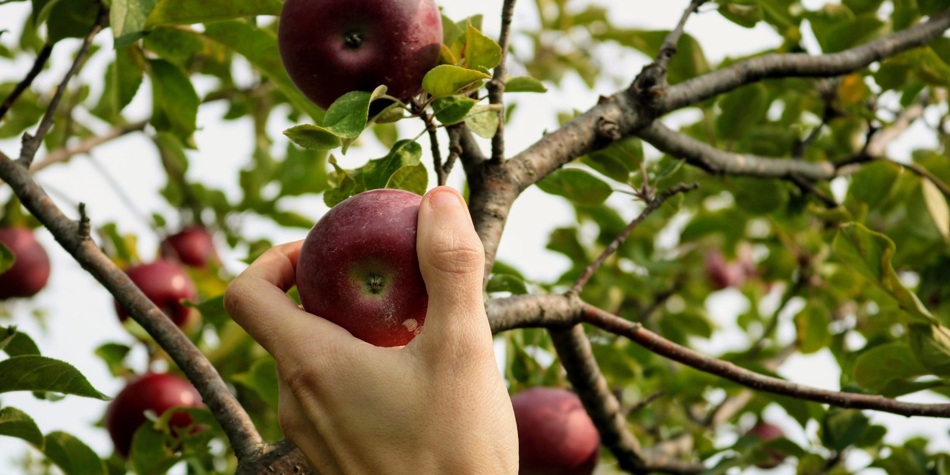 Hand picking fresh apples at an orchard