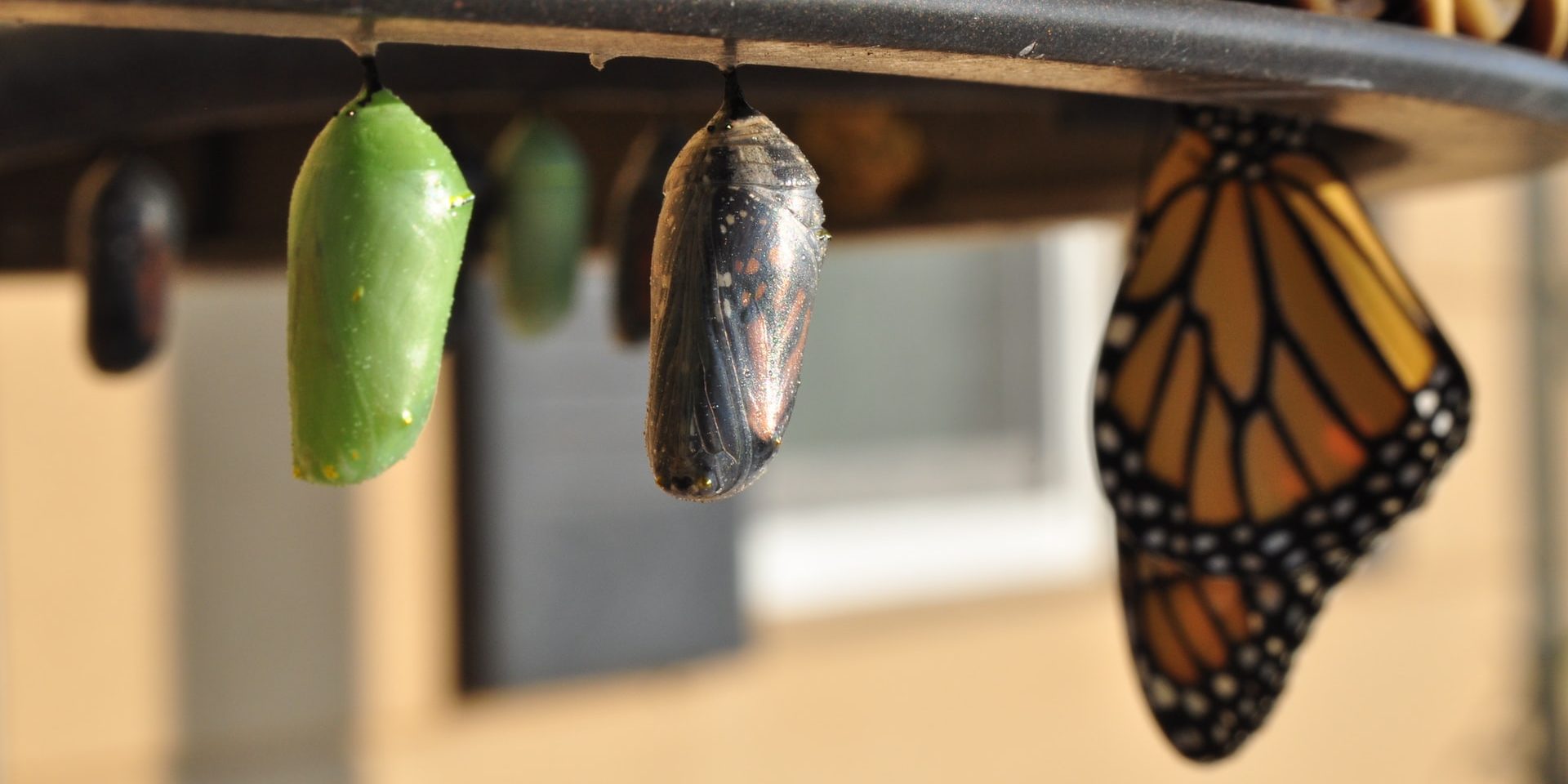 New green chrysalis coloration butterflies, one that’s about ready to emerge, and a butterfly that’s already come out