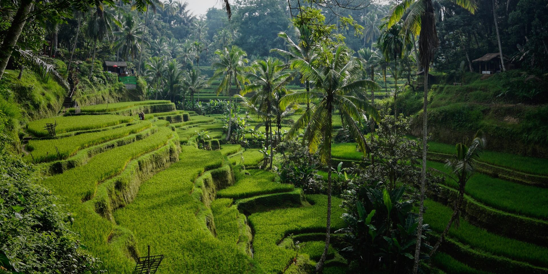 Tegelalang rice terraces north of Ubud, Tegelalang, Bali