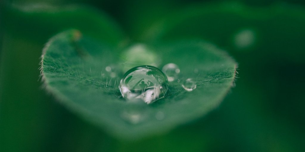 Leaf with water drop