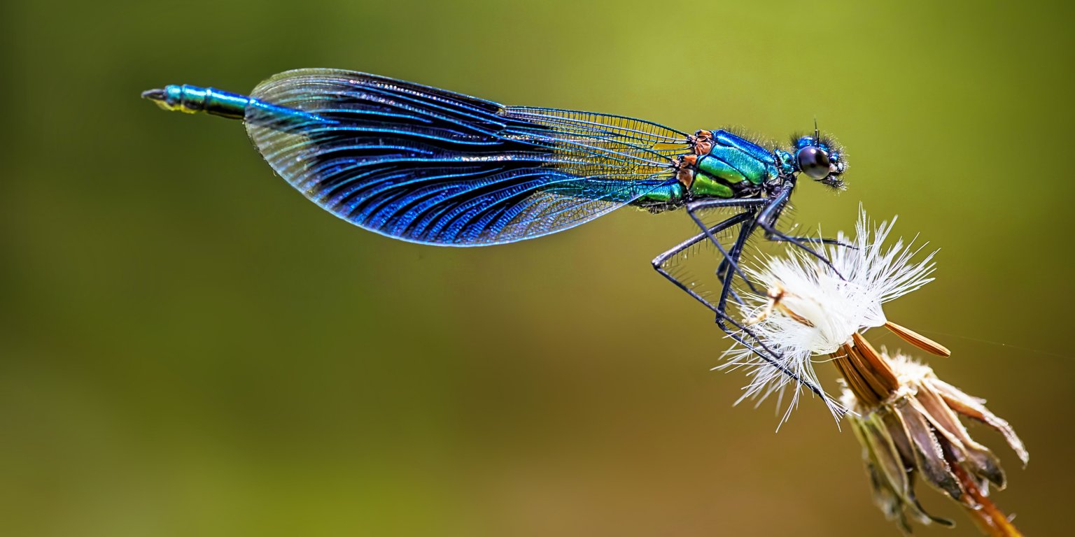 Putukate populatsiooni kokkuvarisemine: uued tõendid seovad selle tammidega