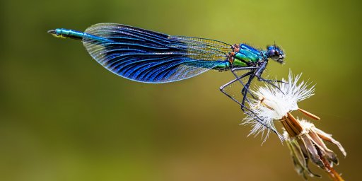Colapso de la población de insectos: nueva evidencia lo vincula con las represas
