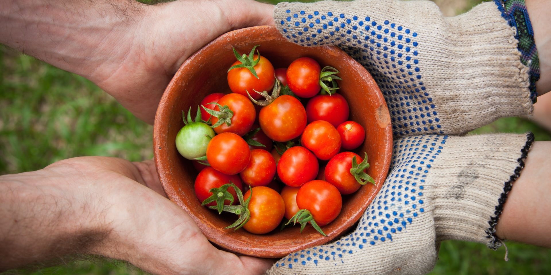 Tomatoe harvest in hands
