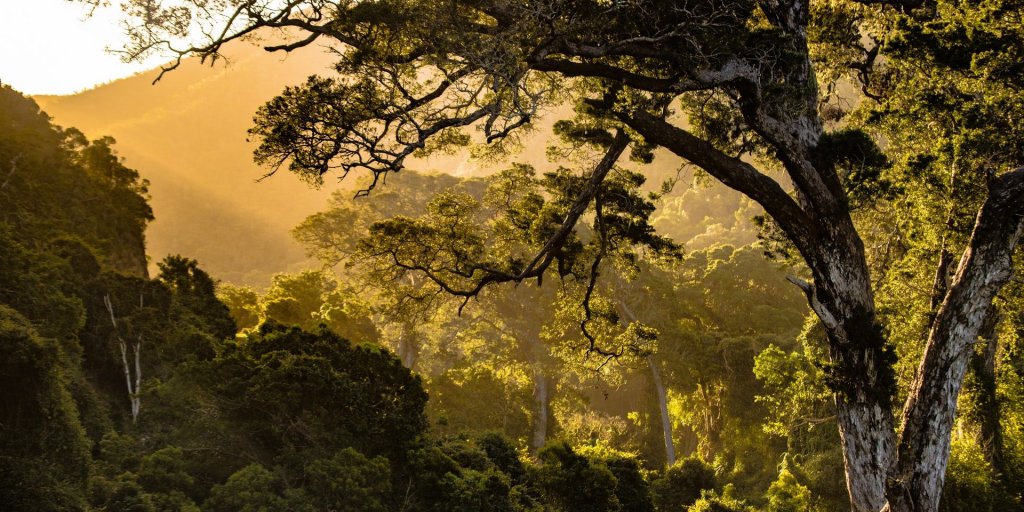 Sun set over forest Nature Valley in South Africa