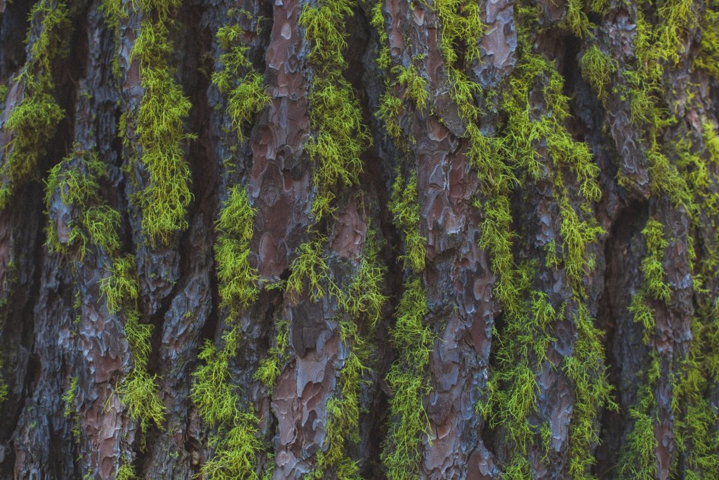 Mossy tree bark