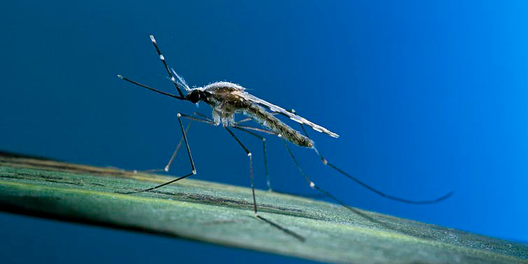 Mosquitos geneticamente modificados podem transformar a longa luta da África contra a malária