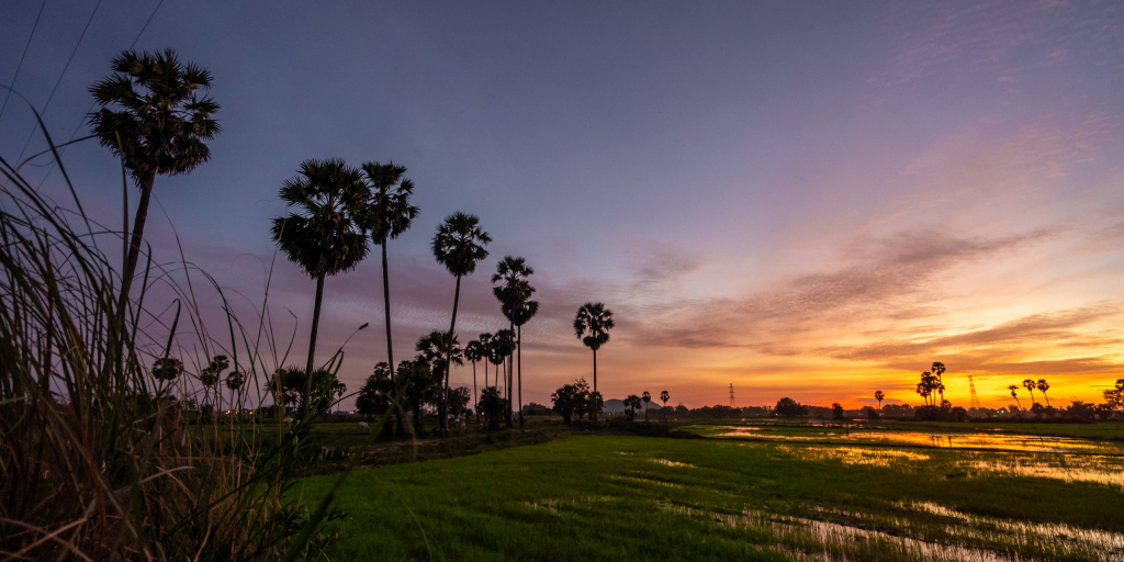 Cambodia field