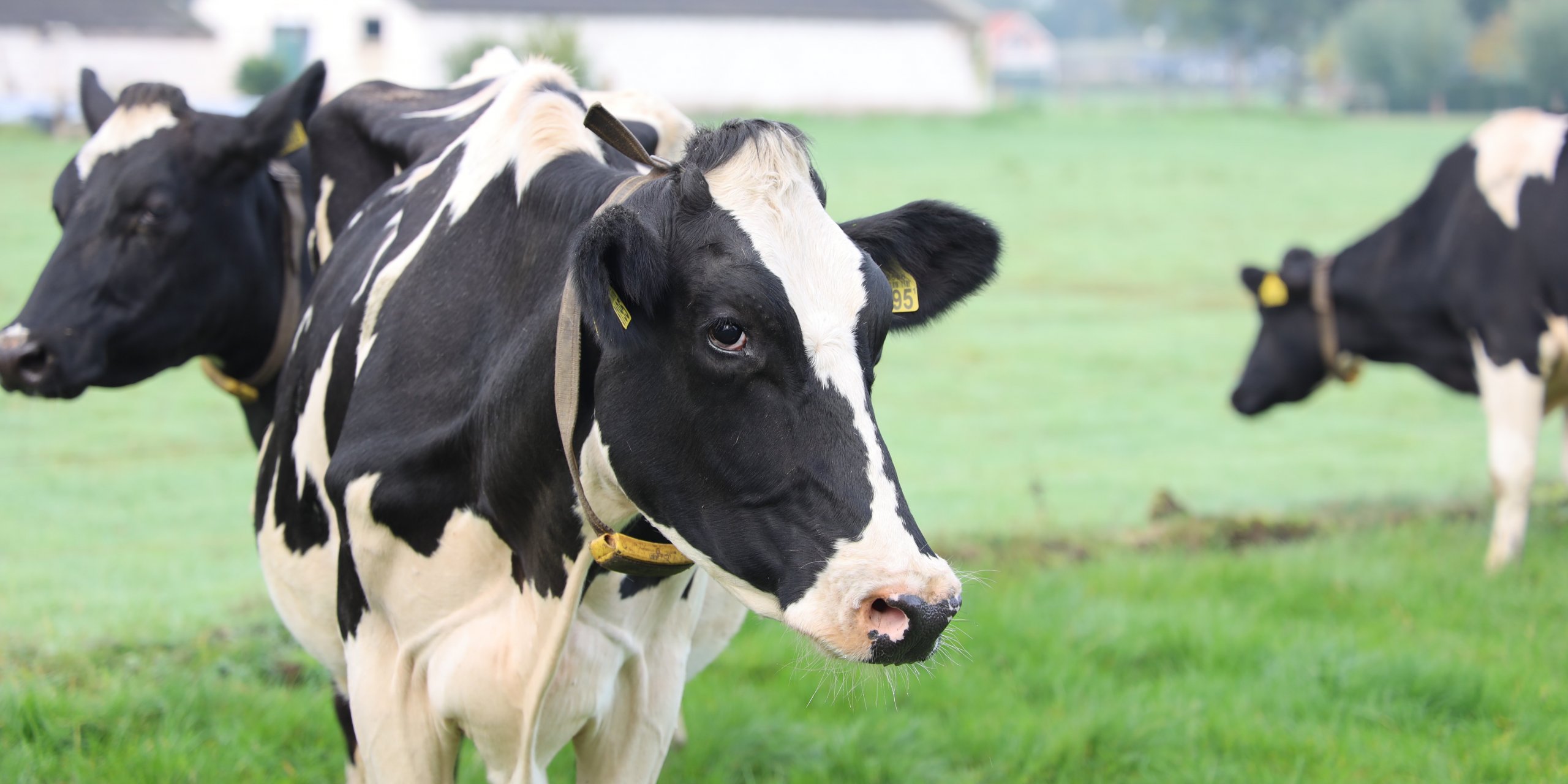 vacas leiteiras em um campo