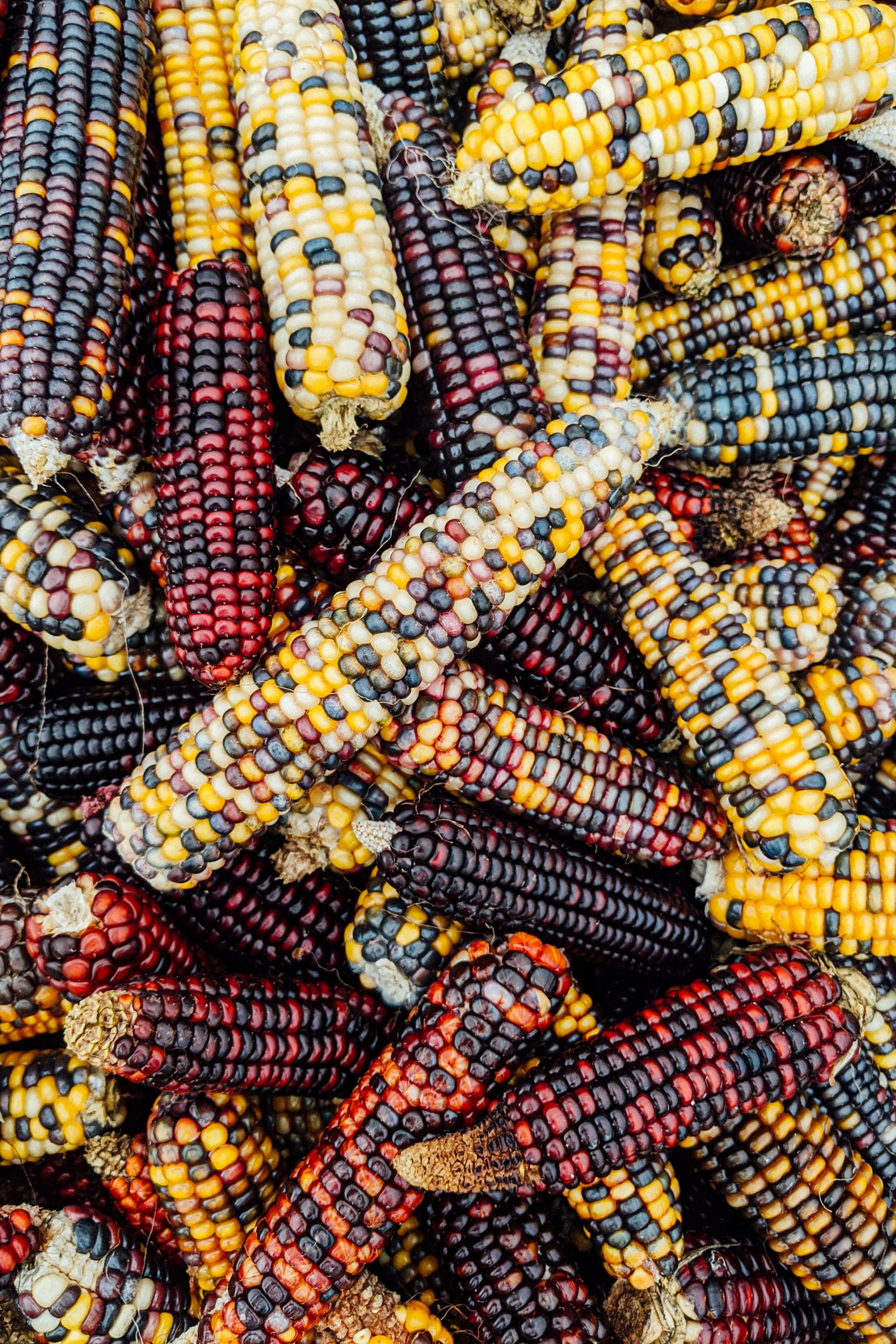 Colorful corn