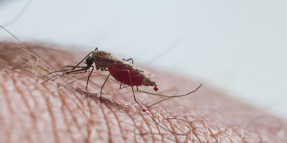How collaboration and new drugs could beat malaria