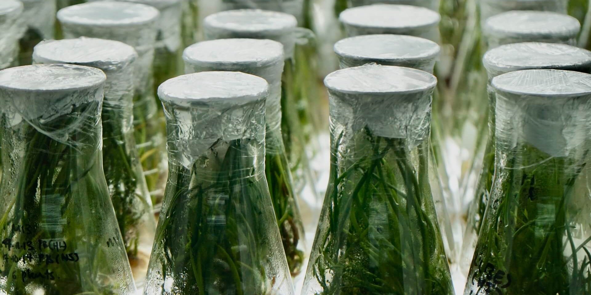 Green plants in glas beaks