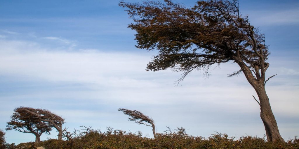 വളഞ്ഞ മരം
