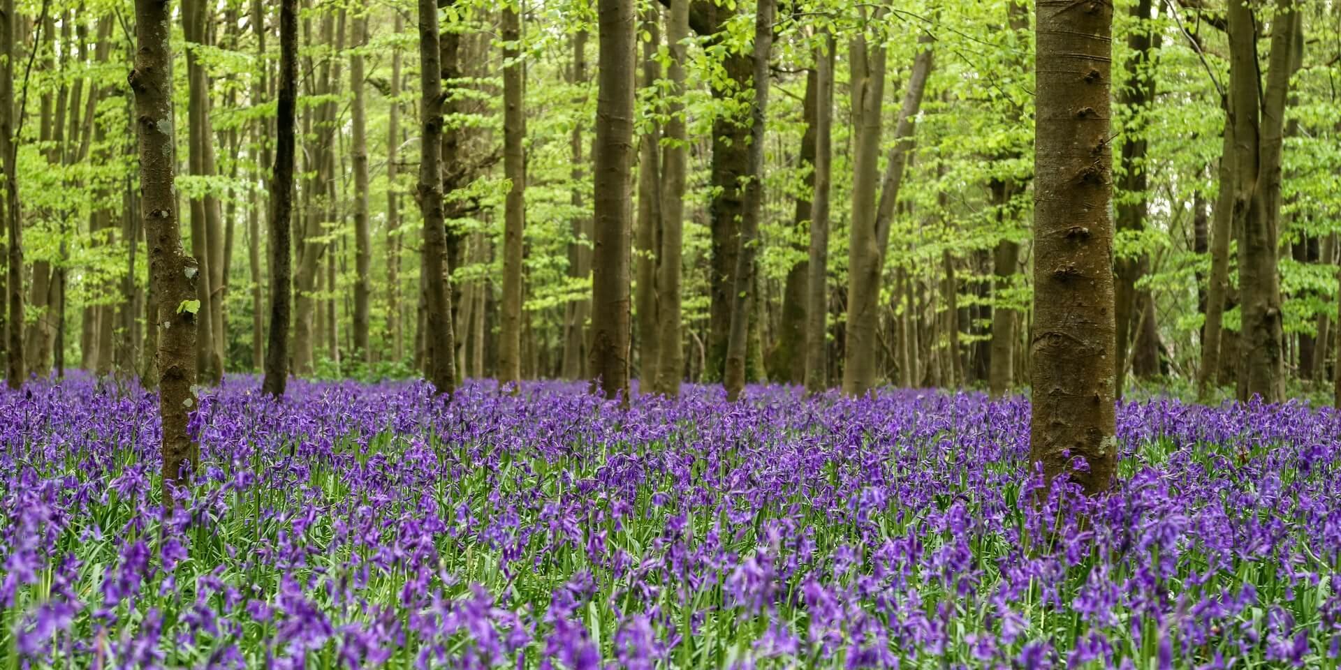 Purple wild flowers in forest