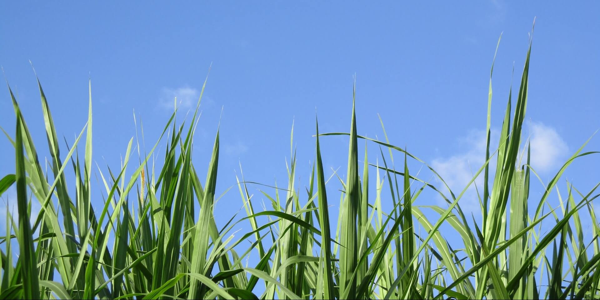 Tall grass and blue sky