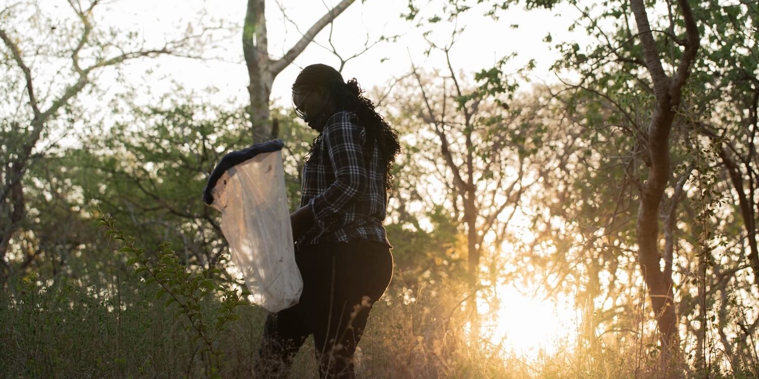 マラウイの作物を救う科学者