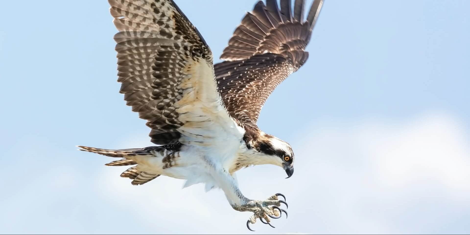 An Osprey coming in for a landing