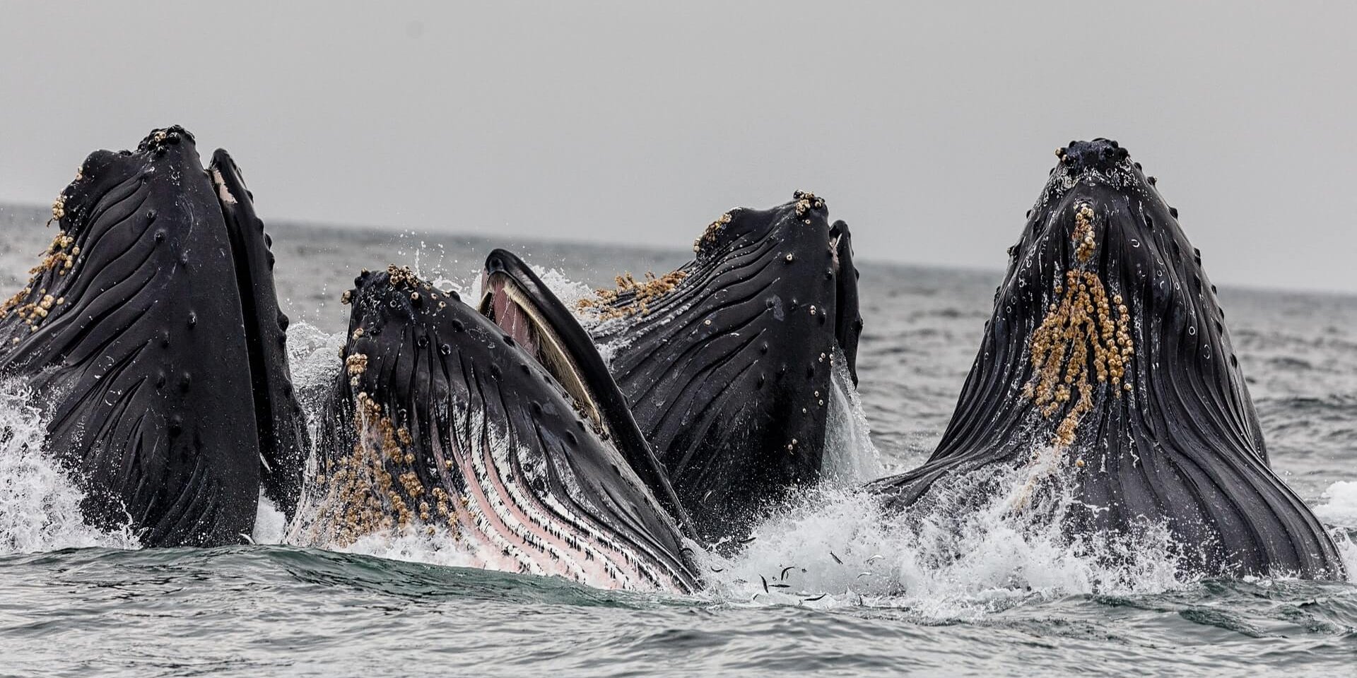 Four humpback whales jumping out of the ocean