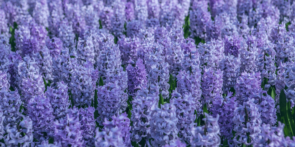 青と紫のヒヤシンスの花のフィールド