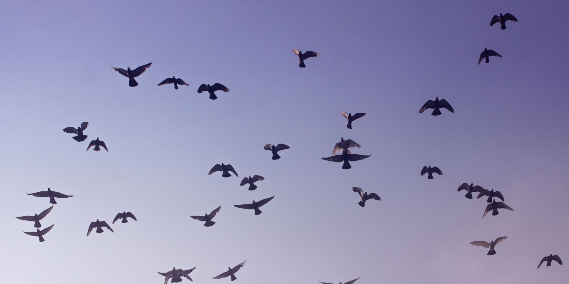 flock of birds flying above with purple sky