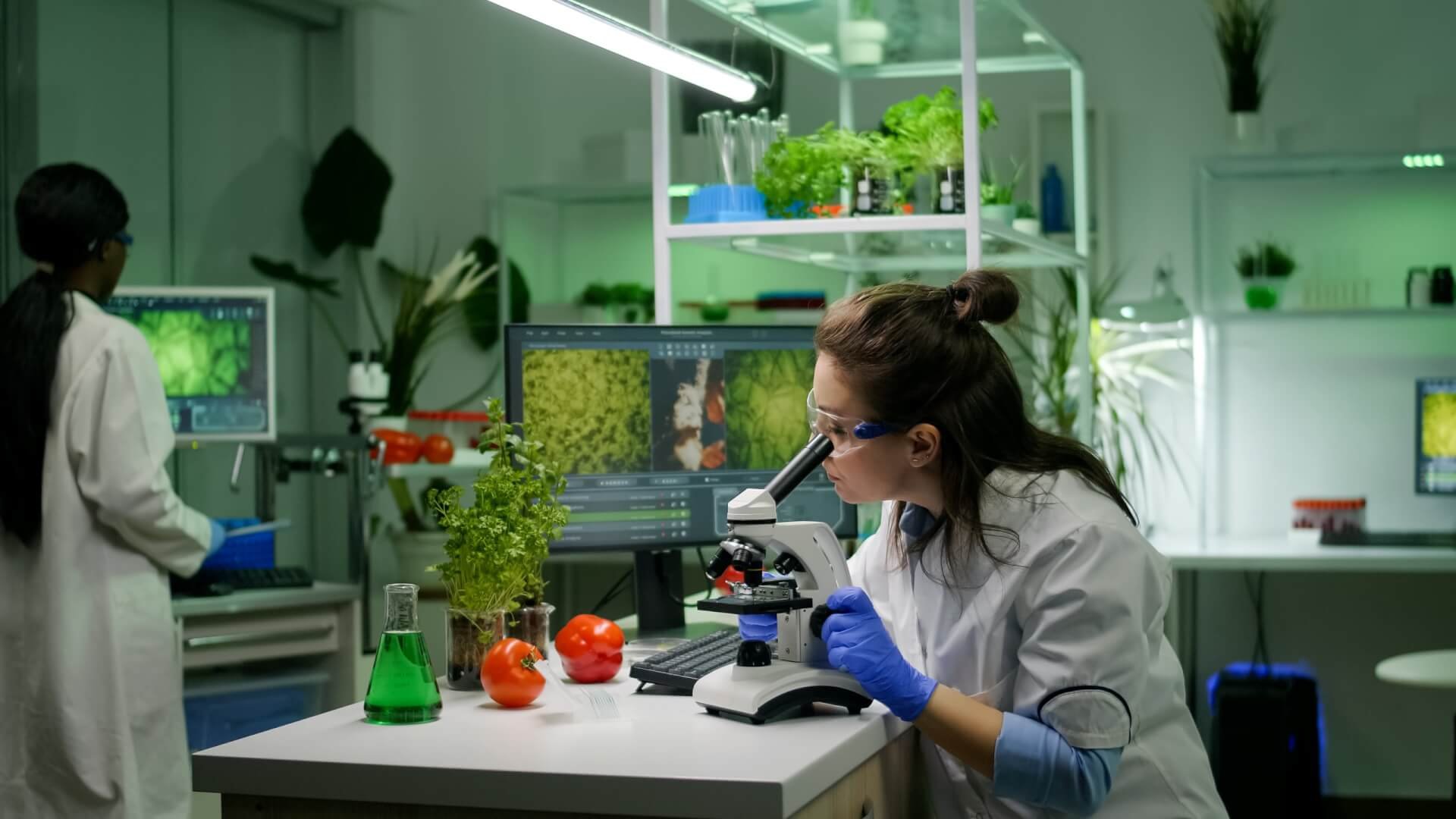 Biologist researcher analyzing biological slide for agriculture expertise using microscope. Chemist scientist examining organic plants in microbiology scientific laboratory