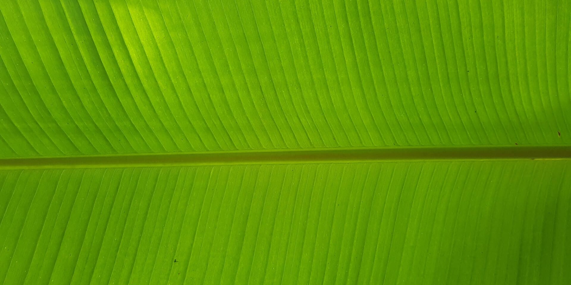Green leave close up