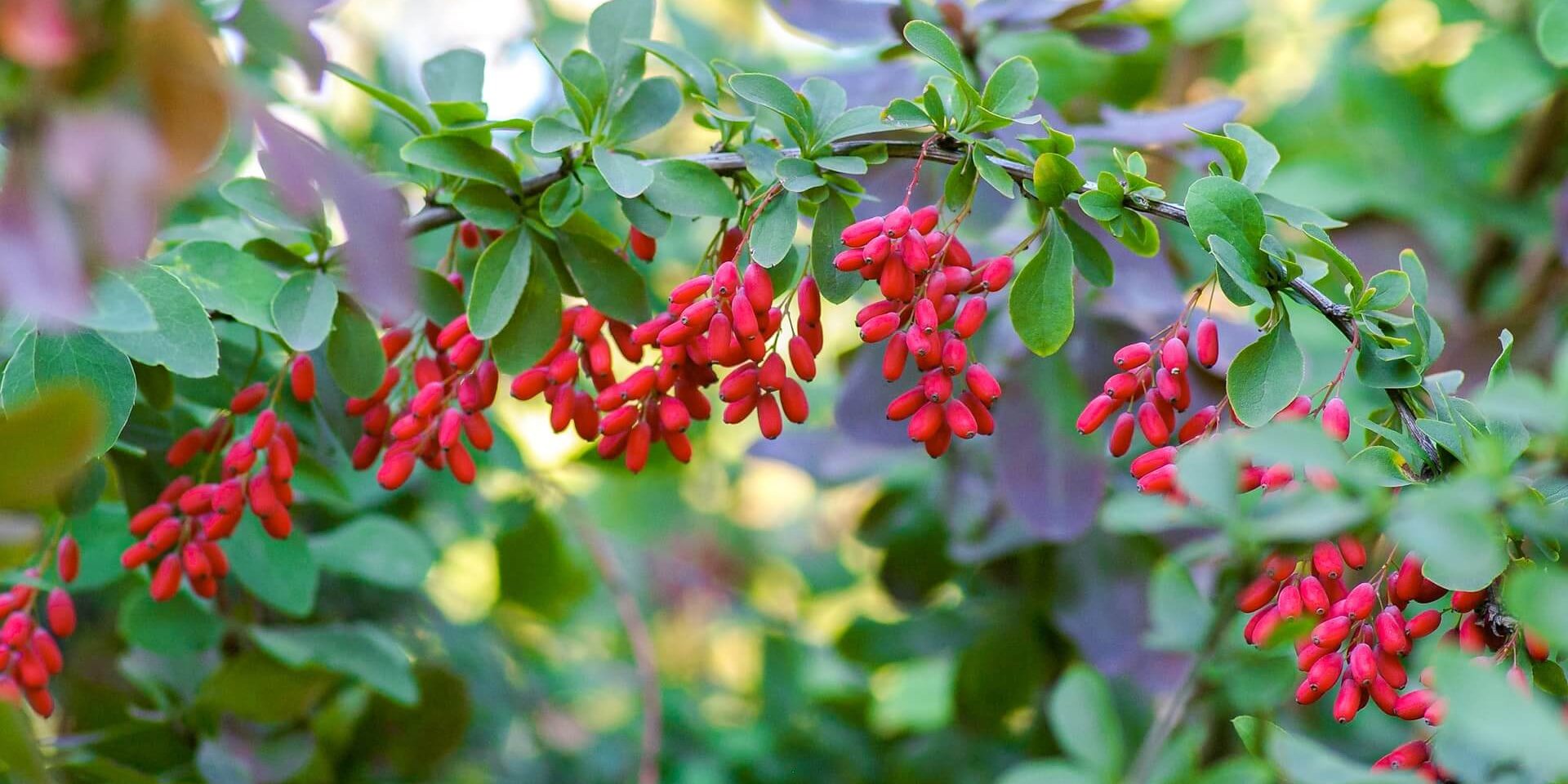 Red barberry berries on green branches
