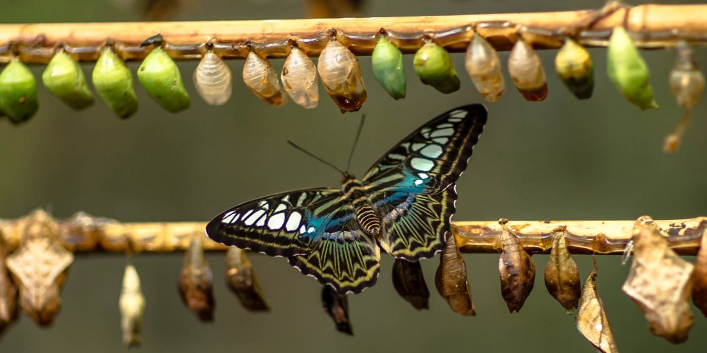 Butterfly hatching