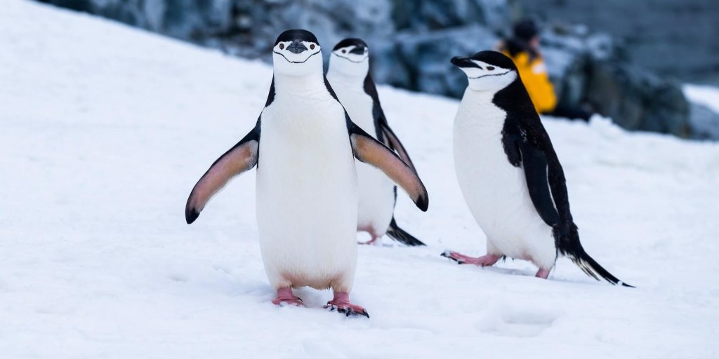 Chinstrap penguins on Two Hummock Island off the Antarctic Peninsula