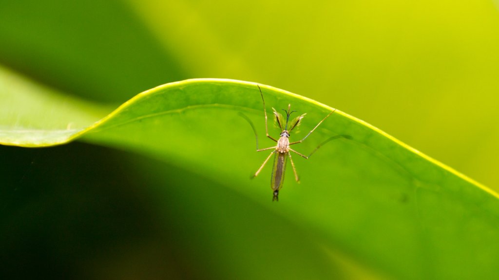 Mosquito on leaf