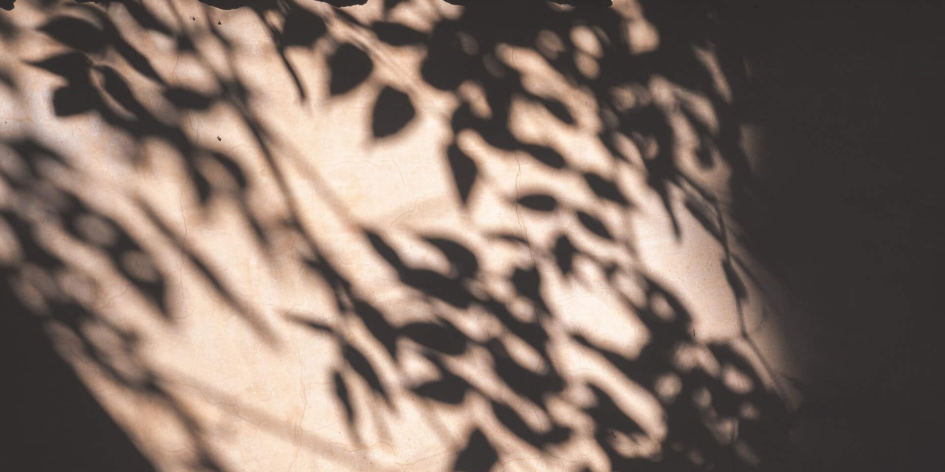 Shadow of plants