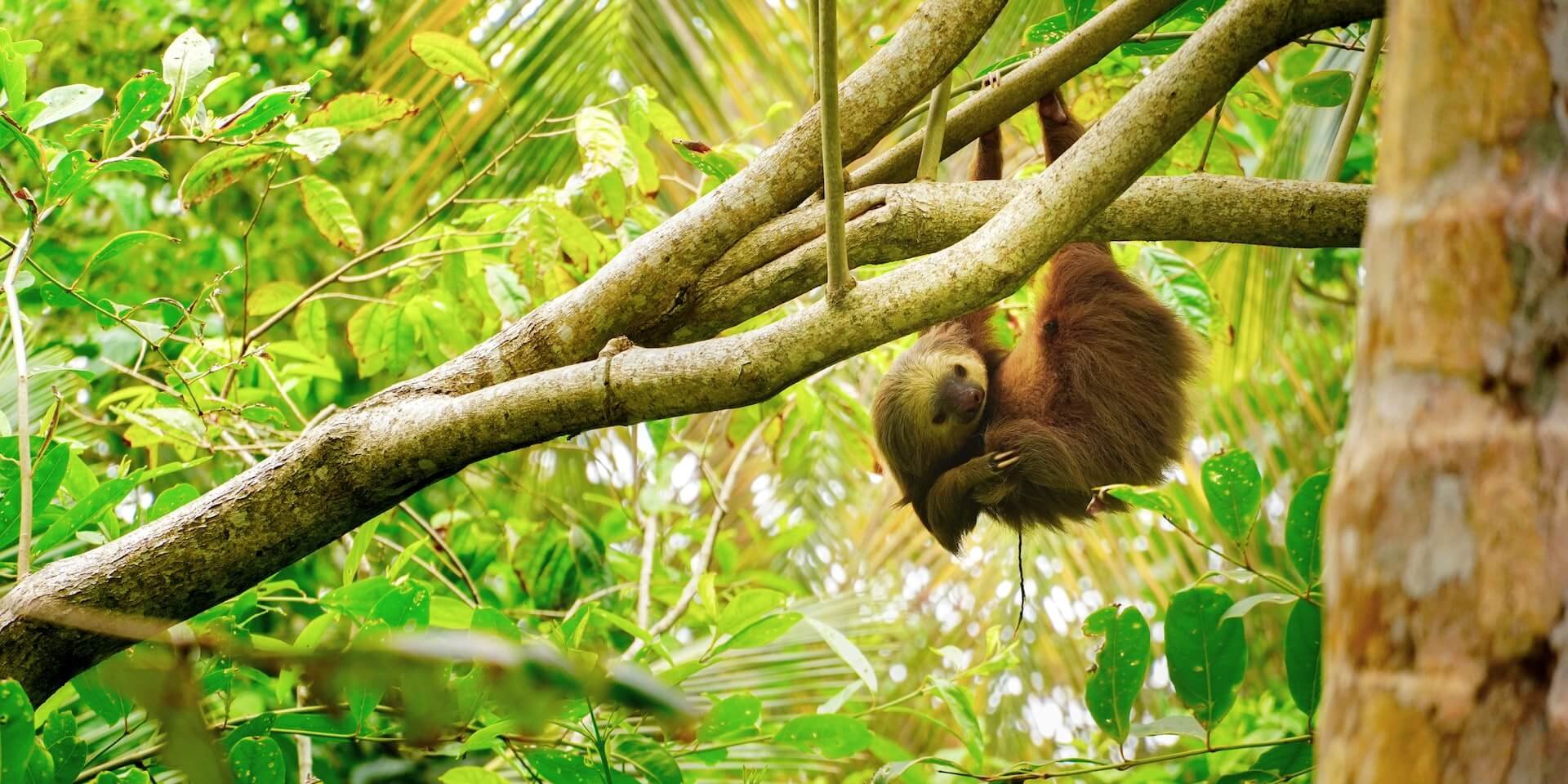 Sloth hanging in tree
