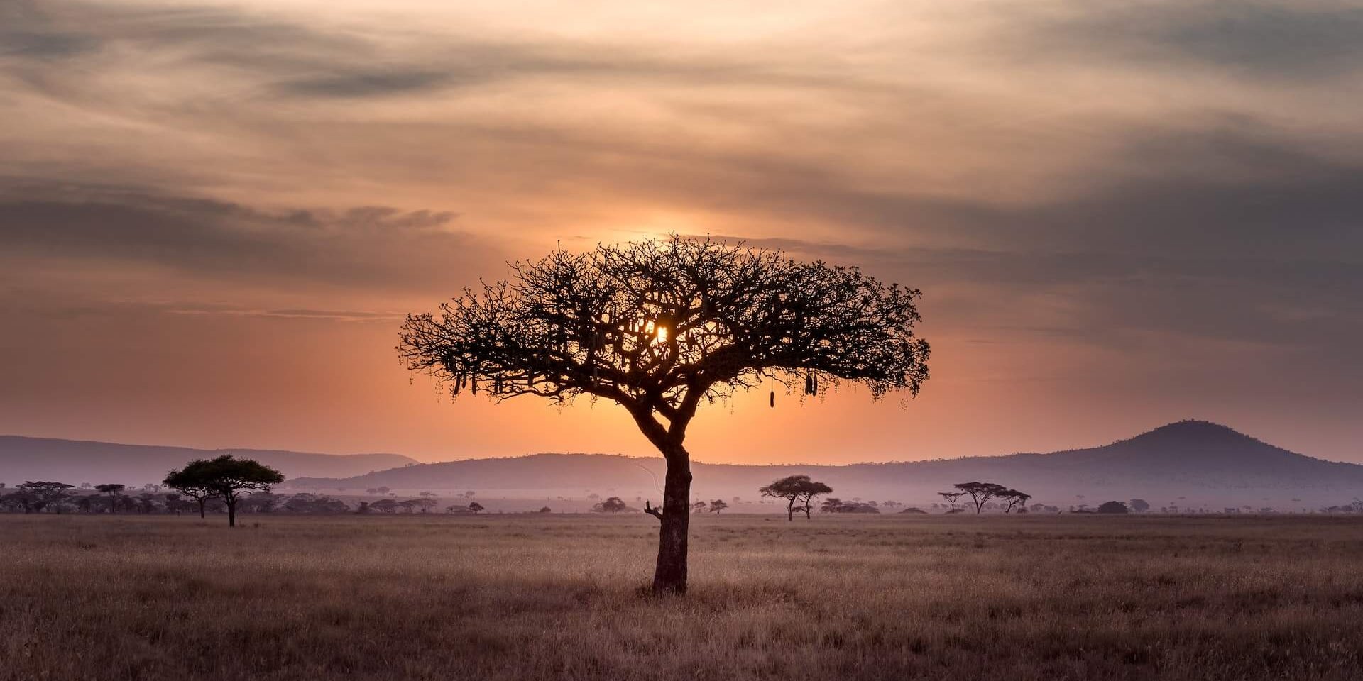 Sunset in Serengeti with tree
