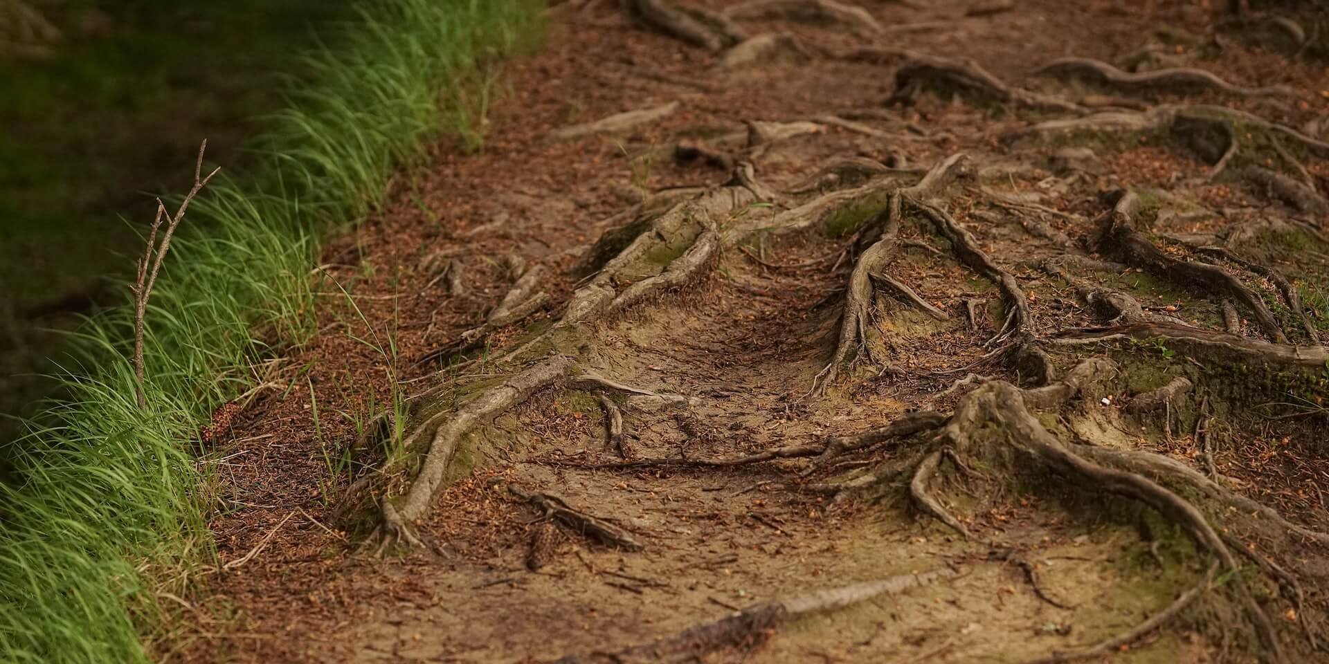 Big roots on soil with grass