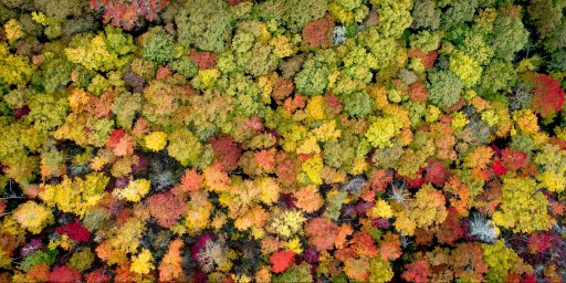 Vista aérea de árvores coloridas