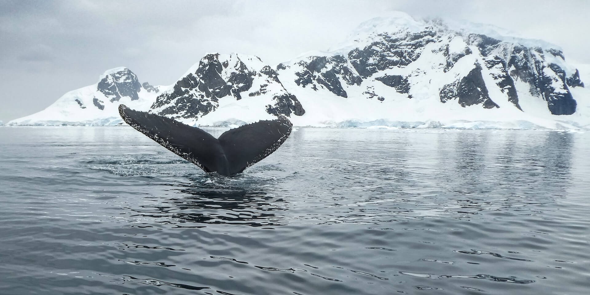 Humpback whale flukes as it dives in Fournier Bay off Anvers Island (Antarctic Peninsula)